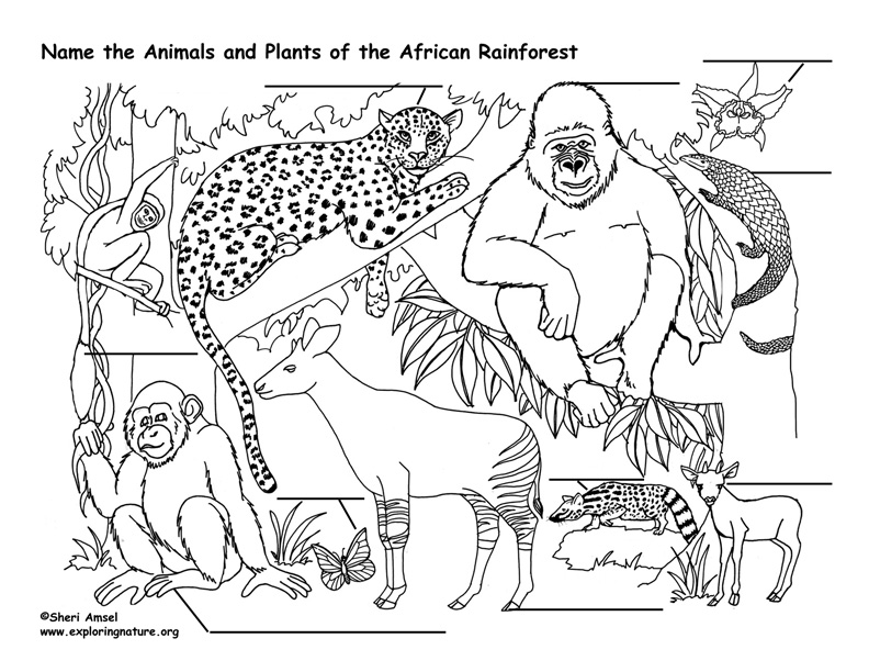 African Rainforest Animals Labeling